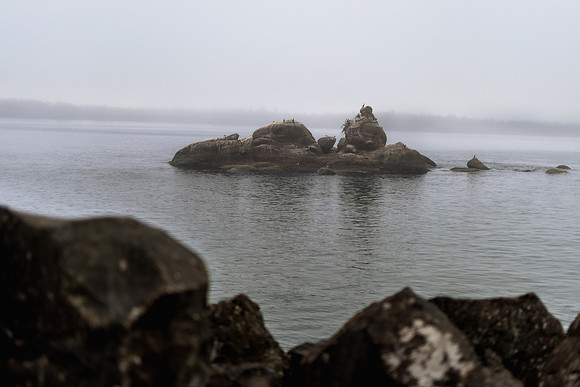Oregon Coast 2024 -AW2A5232 - ©
