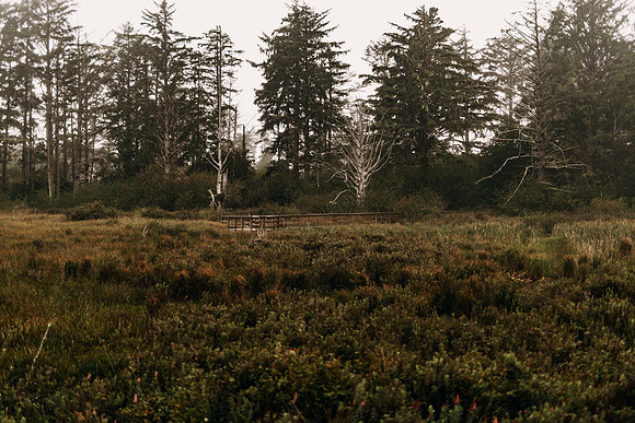 Oregon Coast 2024 -AW2A5437 - ©