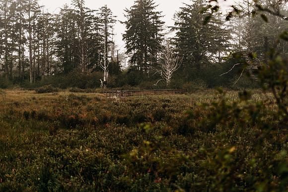 Oregon Coast 2024 -AW2A5453 - ©